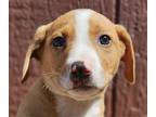 Adopt Dakota a Labrador Retriever / Hound (Unknown Type) / Mixed dog in