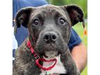 Adopt Haniel a Black Mouth Cur / Terrier (Unknown Type, Medium) / Mixed dog in