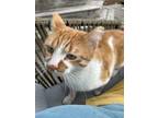 Adopt Juno a Orange or Red Domestic Shorthair / Mixed (short coat) cat in