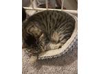 Adopt Sophia a Tiger Striped Tabby / Mixed (medium coat) cat in Gwynn Oak