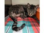 Adopt meadow a Domestic Shorthair / Mixed (short coat) cat in Ocala