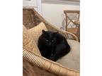Adopt TBD a All Black American Shorthair / Mixed (short coat) cat in Alexandria