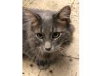 Adopt Hagrid a Gray or Blue Domestic Longhair / Mixed (long coat) cat in