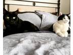 Adopt Scarlet and Sage a Black (Mostly) Domestic Shorthair / Mixed (short coat)