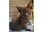 Adopt Chelsea / AC 25441 Q a Domestic Shorthair / Mixed (short coat) cat in