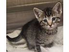 Adopt Conrad / AC 25441 N a Domestic Shorthair / Mixed (short coat) cat in