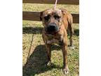 Adopt Maggie a American Staffordshire Terrier / Mixed dog in Wauchula