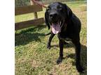Adopt Dax a Labrador Retriever / Hound (Unknown Type) / Mixed dog in Wauchula