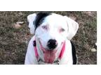 Adopt Ellie - Catahoula a White Catahoula Leopard Dog / Mixed dog in Dallas