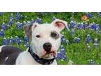 Adopt Bleu Brodus a White - with Gray or Silver Terrier (Unknown Type