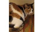 Adopt Turtle a Calico / Mixed (short coat) cat in Brownwood, TX (41385356)