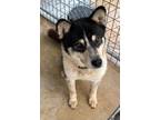Adopt Cody a Husky / Border Collie / Mixed dog in Brownwood, TX (41385346)