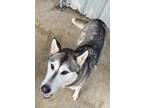 Adopt Elliot a Husky / Mixed dog in Brownwood, TX (41385344)