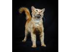 Adopt Garfield a Domestic Longhair / Mixed (long coat) cat in Rockport