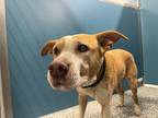 Adopt Daisy Mae a Mixed Breed (Medium) / Mixed dog in WILSON, NC (41369269)