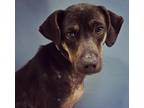 Adopt Phoenix a Beagle / Labrador Retriever / Mixed dog in Hardeeville