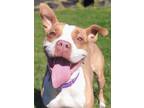 Adopt Chyna a Tan/Yellow/Fawn Mixed Breed (Large) / Mixed dog in Blackwood