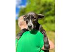 Adopt Dora a Labrador Retriever / Mixed dog in Forsyth, GA (41385301)