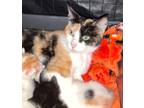 Adopt Skittles a Domestic Shorthair / Mixed (short coat) cat in Corpus Christi