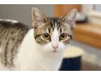 Adopt Maggie a Domestic Shorthair / Mixed (short coat) cat in West Union