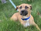 Adopt Faith in CT a Tan/Yellow/Fawn - with Black Black Mouth Cur / Boxer / Mixed