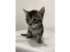 Adopt Schweppes a Domestic Shorthair (long coat) cat in Oakdale, CA (41378740)