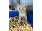 Adopt Honey Bunches of Oats a Spotted Tabby/Leopard Spotted Domestic Shorthair