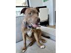 Adopt Daylight a Brown/Chocolate Mixed Breed (Medium) dog in New York