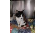 Adopt Chloe a Domestic Shorthair / Mixed (short coat) cat in PAHRUMP