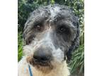 Adopt Banfid Banjo a Black - with White Standard Poodle / Bernese Mountain Dog