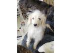 Adopt Koda a White Poodle (Miniature) / Jack Russell Terrier dog in Garland