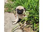 Adopt Amelia a Tan/Yellow/Fawn Pug / Mixed dog in Garland, TX (41390575)