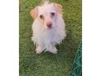 Adopt Rocky a Jack Russell Terrier / Mixed Breed (Medium) dog in Phoenix