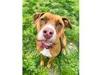Adopt Sevita a Brown/Chocolate Mixed Breed (Large) / Mixed dog in Baltimore