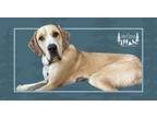Adopt Gordy a Tan/Yellow/Fawn Great Dane / Great Pyrenees dog in Minneapolis