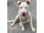 Adopt Winnie a Mixed Breed (Medium) / Mixed dog in Killen, AL (41369047)