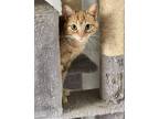 Adopt Joanny a Orange or Red Tabby American Bobtail (short coat) cat in Jemison