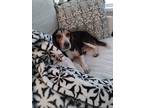 Adopt Frankie a Tricolor (Tan/Brown & Black & White) Beagle / Basset Hound dog