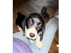 Adopt Cindy Loo a White - with Black Beagle / Feist / Mixed dog in Jena