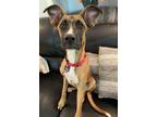 Adopt Ranch a Brown/Chocolate Boxer dog in Oak Bluffs, MA (41052980)