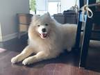 Adopt MAXINE - Local - Fran/SF a Samoyed / Mixed dog in Langley, BC (41390441)