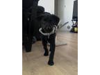 Adopt Koby a Black - with White Labrador Retriever / Mixed dog in Garden Grove
