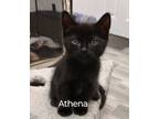 Adopt Athena M. a All Black Domestic Shorthair / Mixed (short coat) cat in