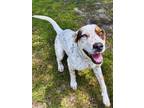 Adopt Zara a White - with Tan, Yellow or Fawn Australian Cattle Dog / Catahoula