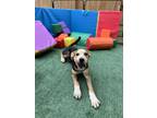 Adopt Luna a Brown/Chocolate - with White Beagle / Mixed Breed (Medium) / Mixed
