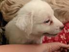 Adopt Blaine a White Great Pyrenees dog in Rosenberg, TX (41387218)