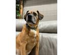 Adopt Buddy a Tan/Yellow/Fawn - with Black Mutt / Boxer / Mixed dog in