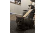 Adopt River Song a Gray, Blue or Silver Tabby Domestic Shorthair / Mixed (short