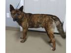 Adopt Buster a Brindle Kai Dog / Mixed Breed (Medium) dog in Owenton