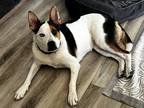 Adopt Freya a Black - with White Australian Cattle Dog / Mixed dog in Greenwood